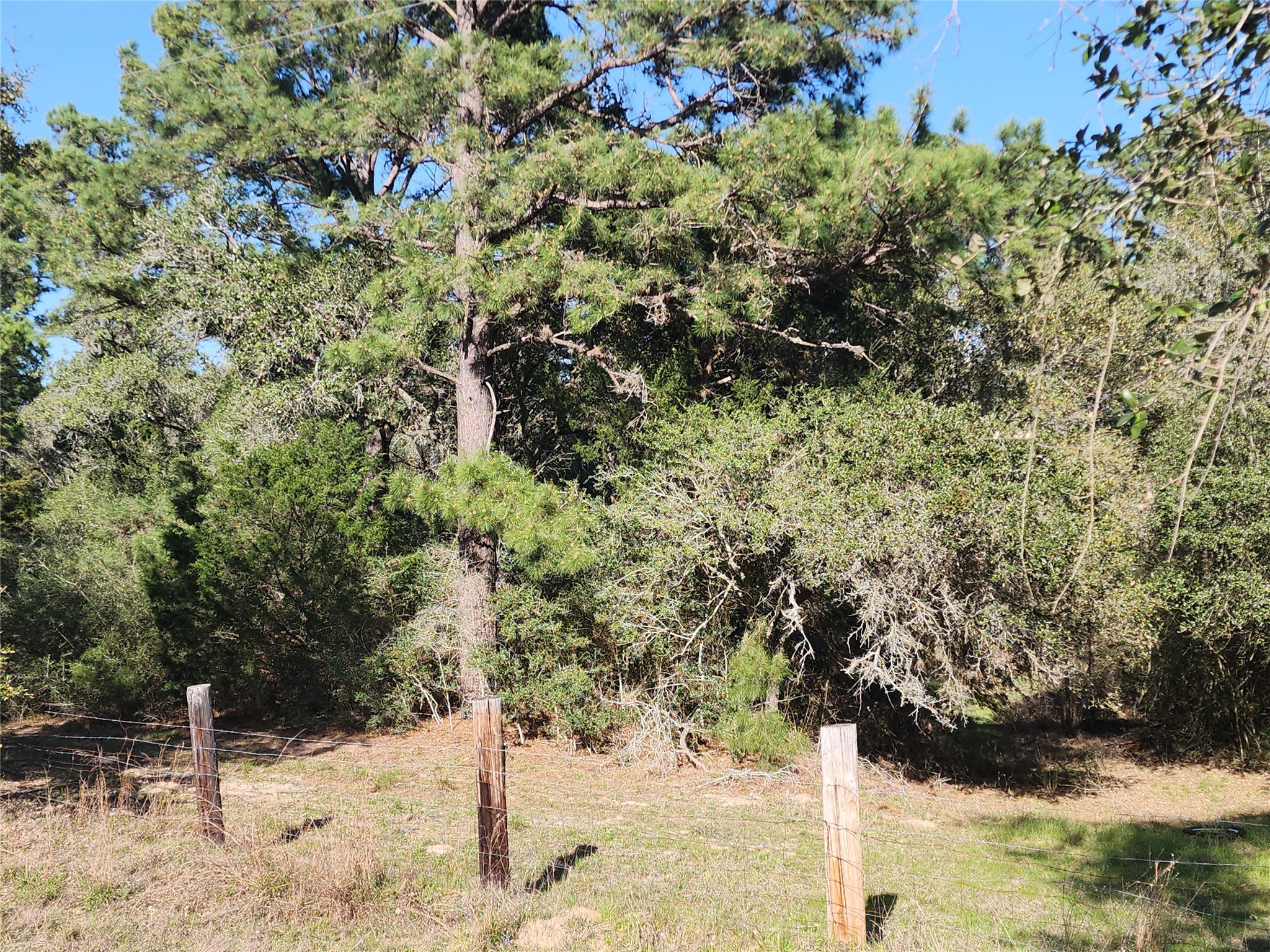 Tbd Tbd Fm-3283 Hallettsville, TX 77964 - Photo 3 of 8