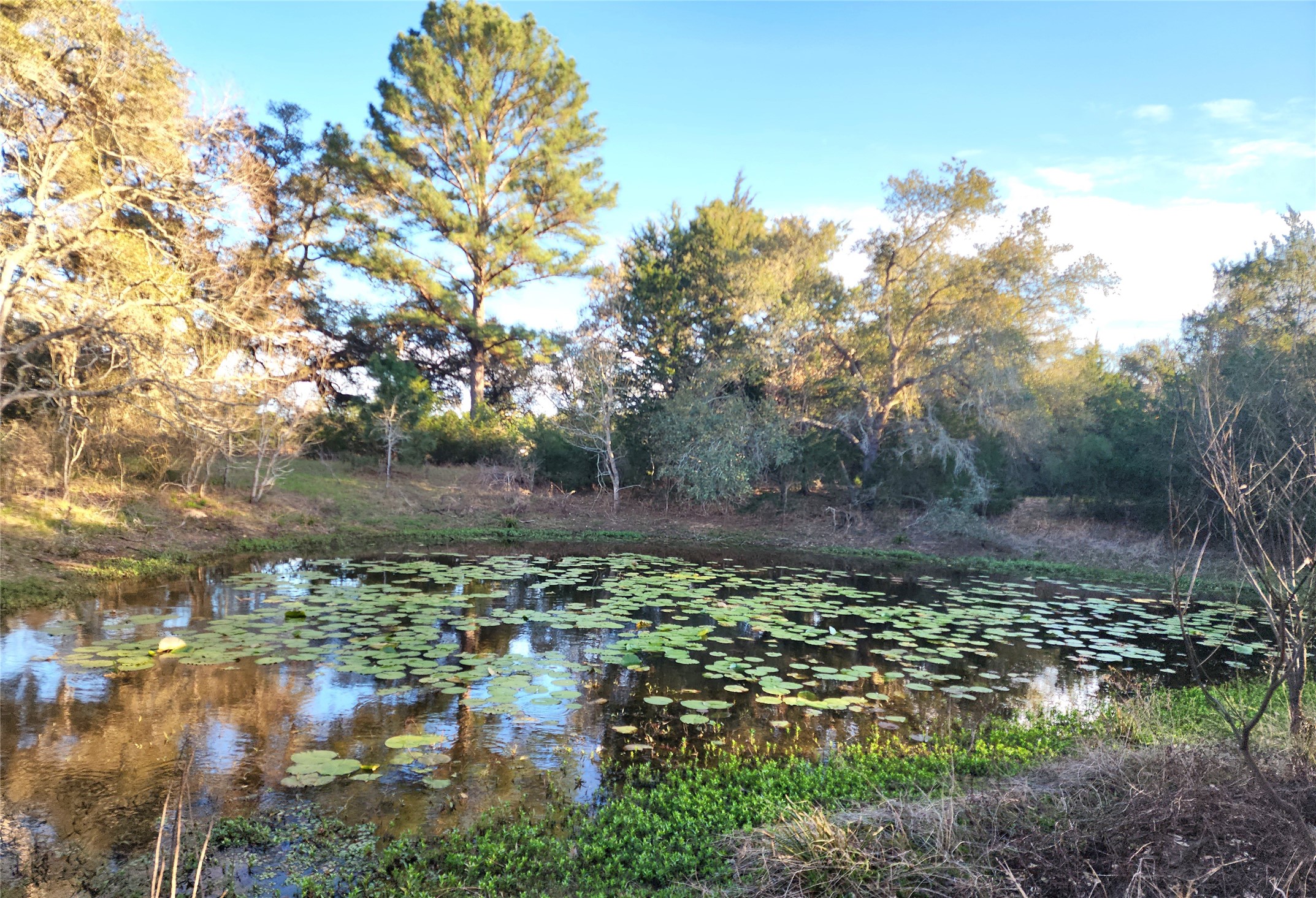 Tbd Tbd Fm-3283 Hallettsville, TX 77964 - Photo 6 of 8