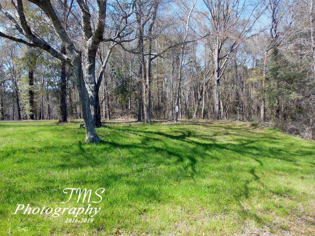 Lot 5 County Line Road Georgetown, GA 39854 - Photo 6 of 8