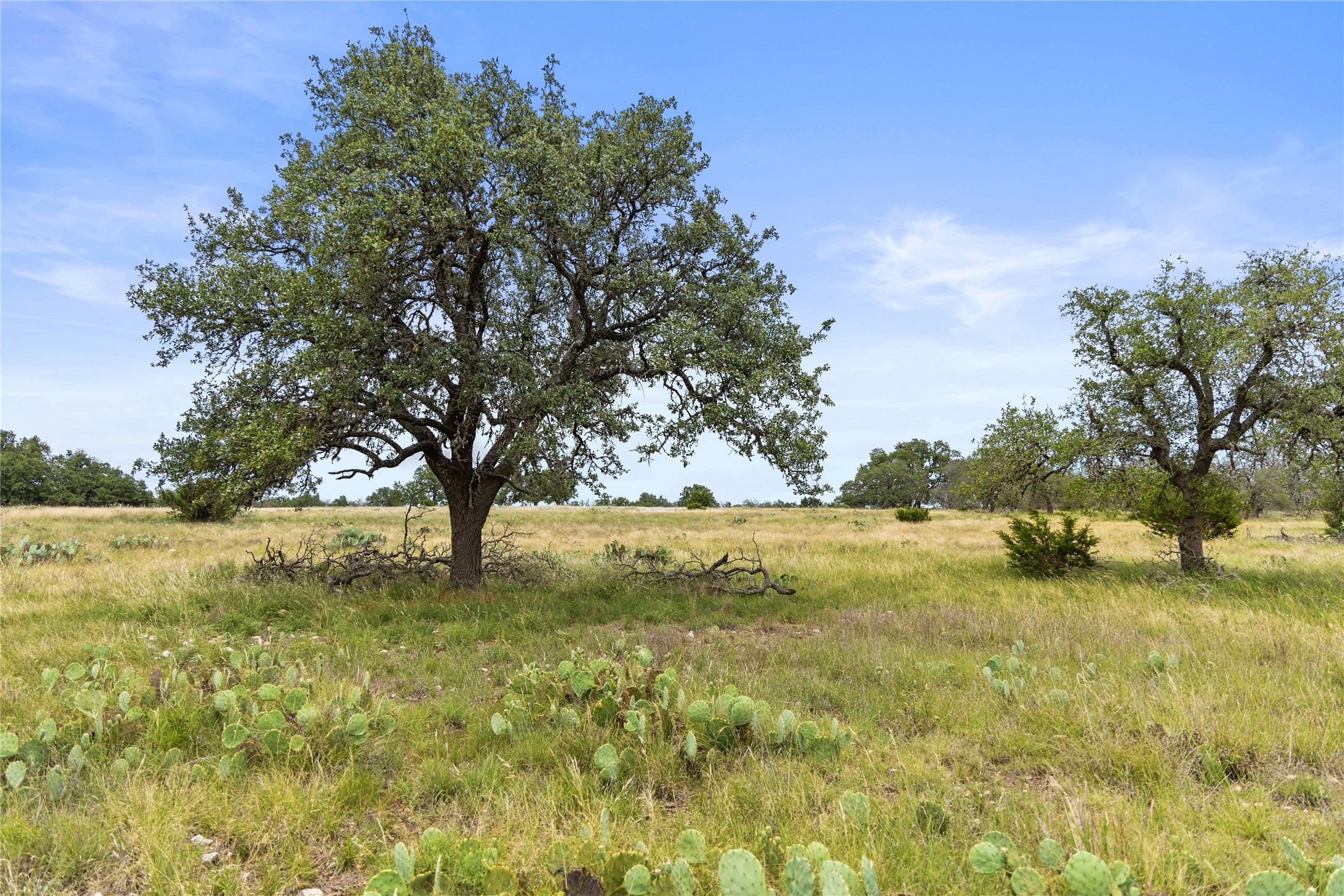 3049 Reservation Road Harper, TX 78631 - Photo 30 of 40 a view of yard with trees