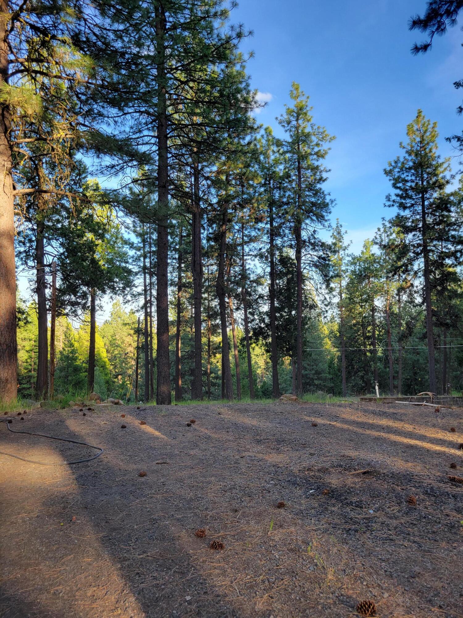 17411 Freight Rd Lane Klamath Falls, OR 97601 - Photo 14 of 19 Trees