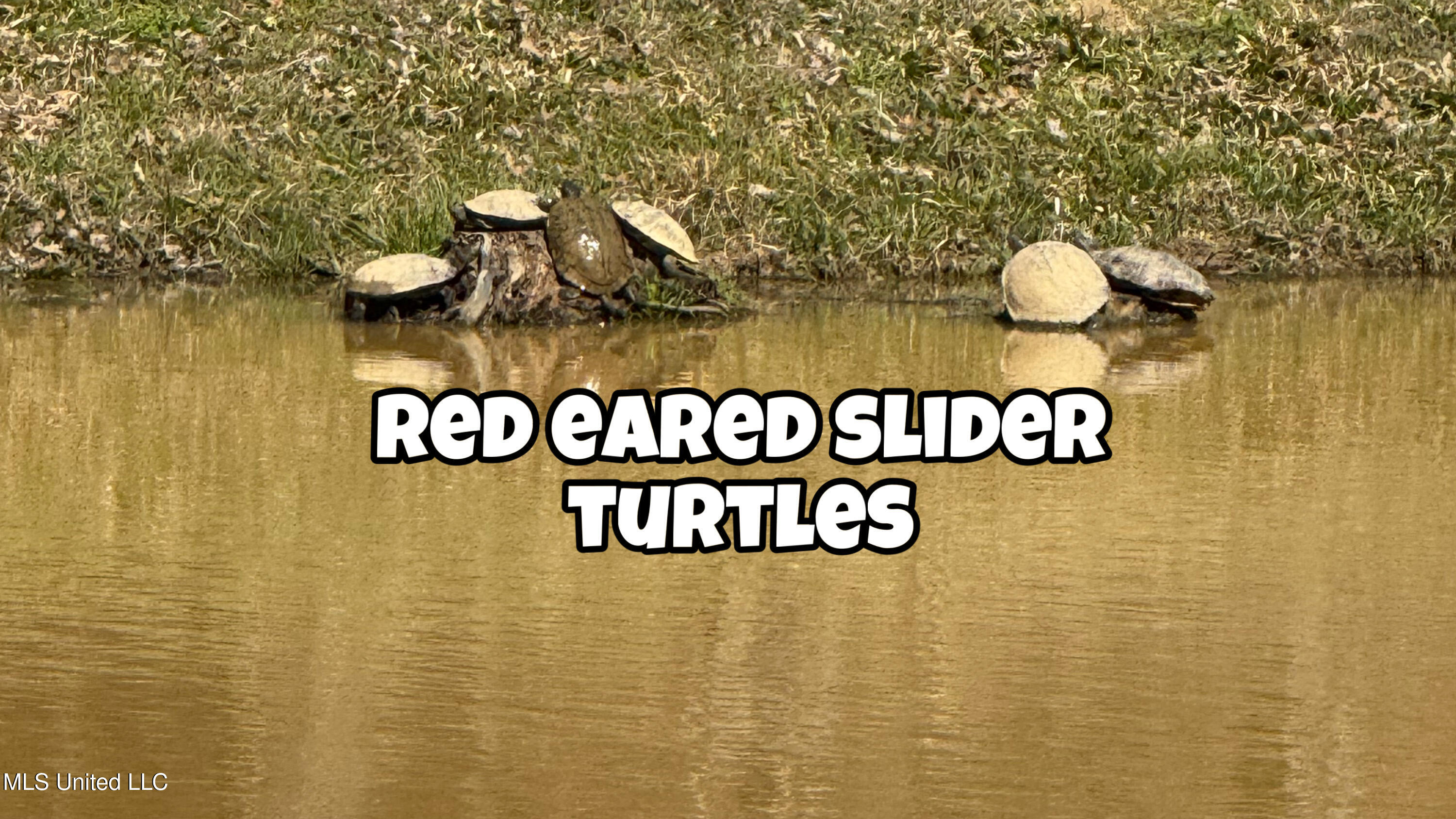 4035 Garden Road Southaven, MS 38672 - Photo 32 of 35 3A7BBE93-ACCB-43C3-BEA5-C9383B9BE7B2