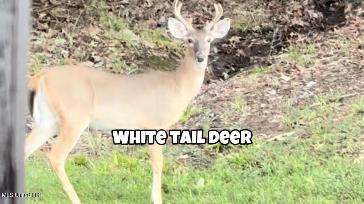 4035 Garden Road Southaven, MS 38672 - Photo 35 of 35 6A741D52-CA97-4A77-879C-AC76AF725A3D