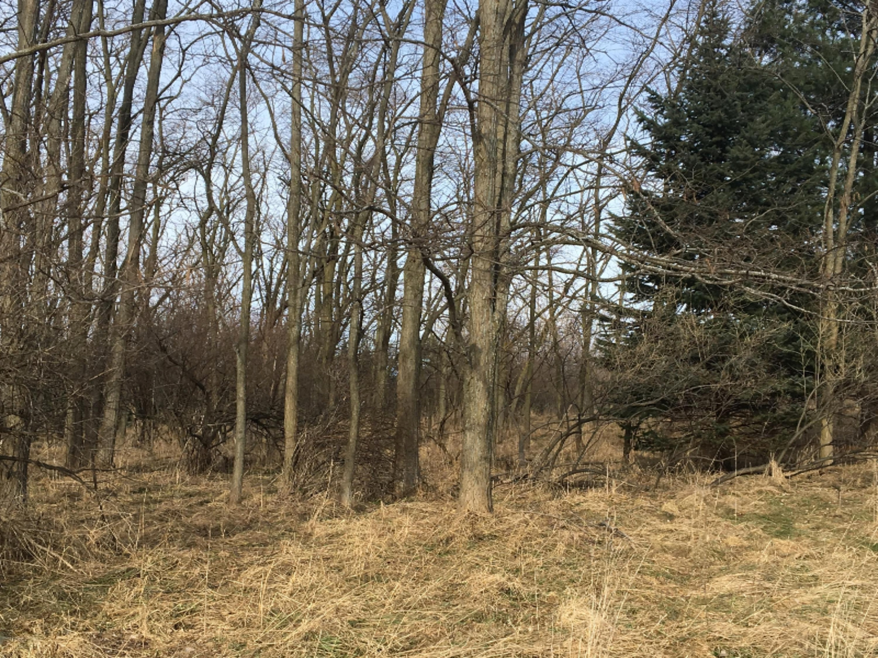 0 12th Street Manistee, MI 49660 - Photo 7 of 8 A variety of pines and hardwoods