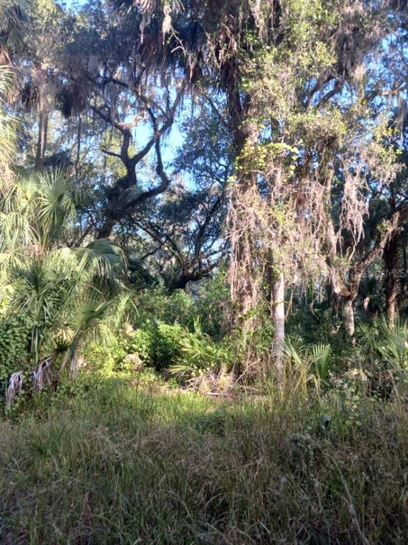 a view of a tree in a yard