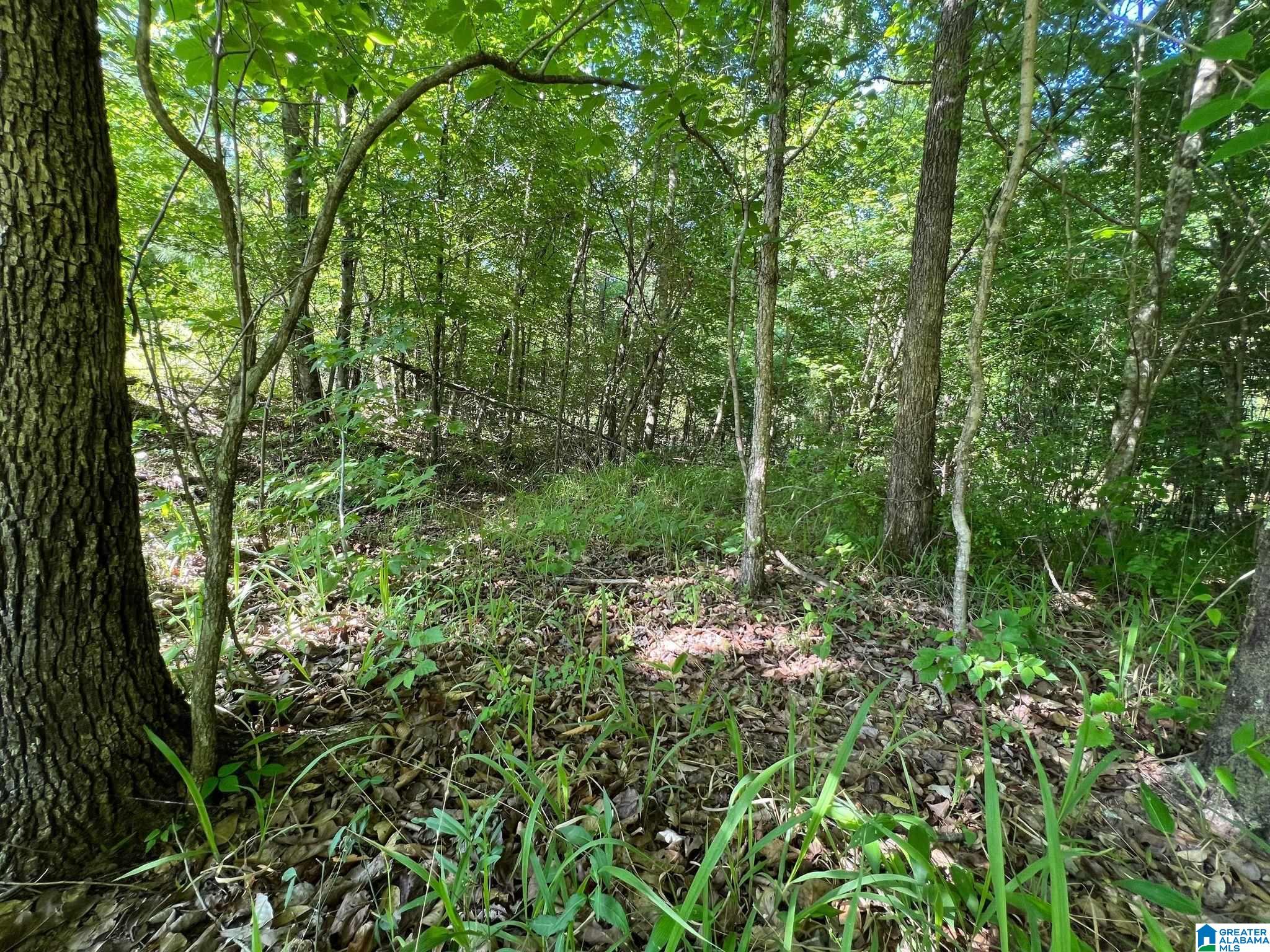 10-acres Paul Bolton Road, Unit 10 Oakman, AL 35579 - Photo 9 of 9