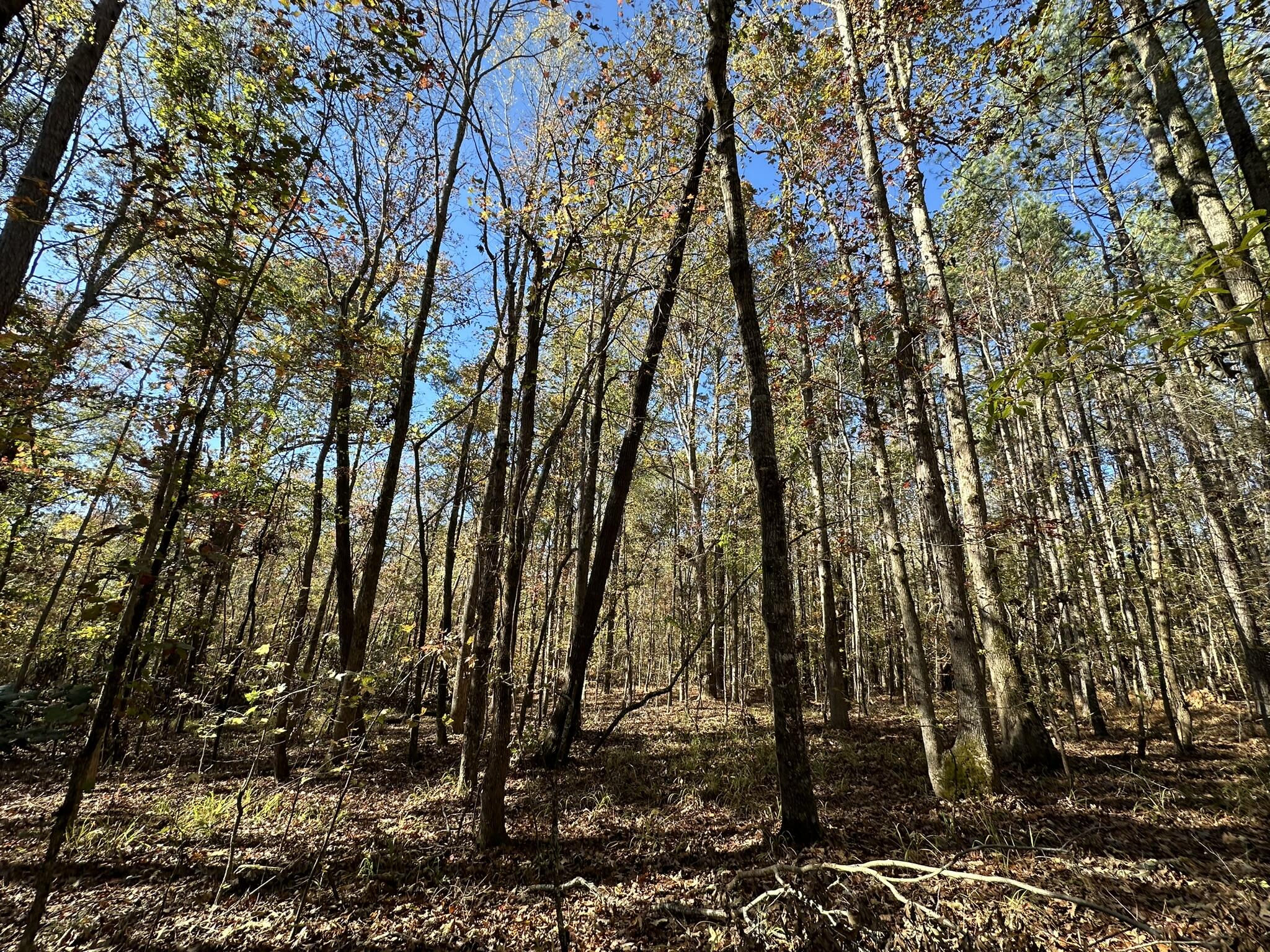 1223 Edge Lane Tignall, GA 30668 - Photo 2 of 14 IMG_9251