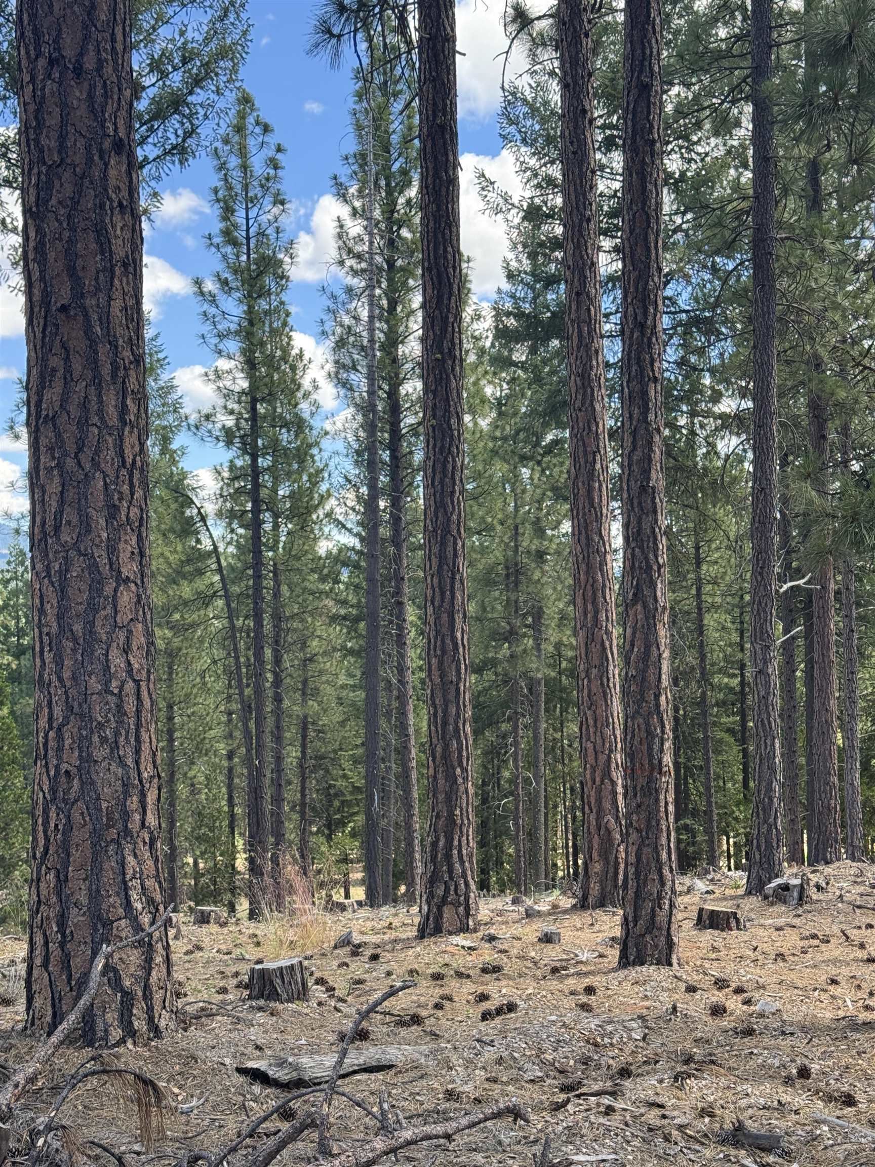 2245 Xanadu Road Clio, CA 96106 - Photo 11 of 43