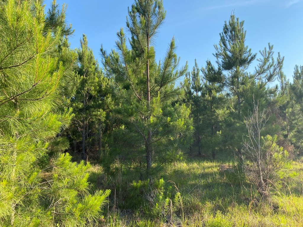 Tbd Indian Trail Road Sylvania, GA 30467 - Photo 5 of 12