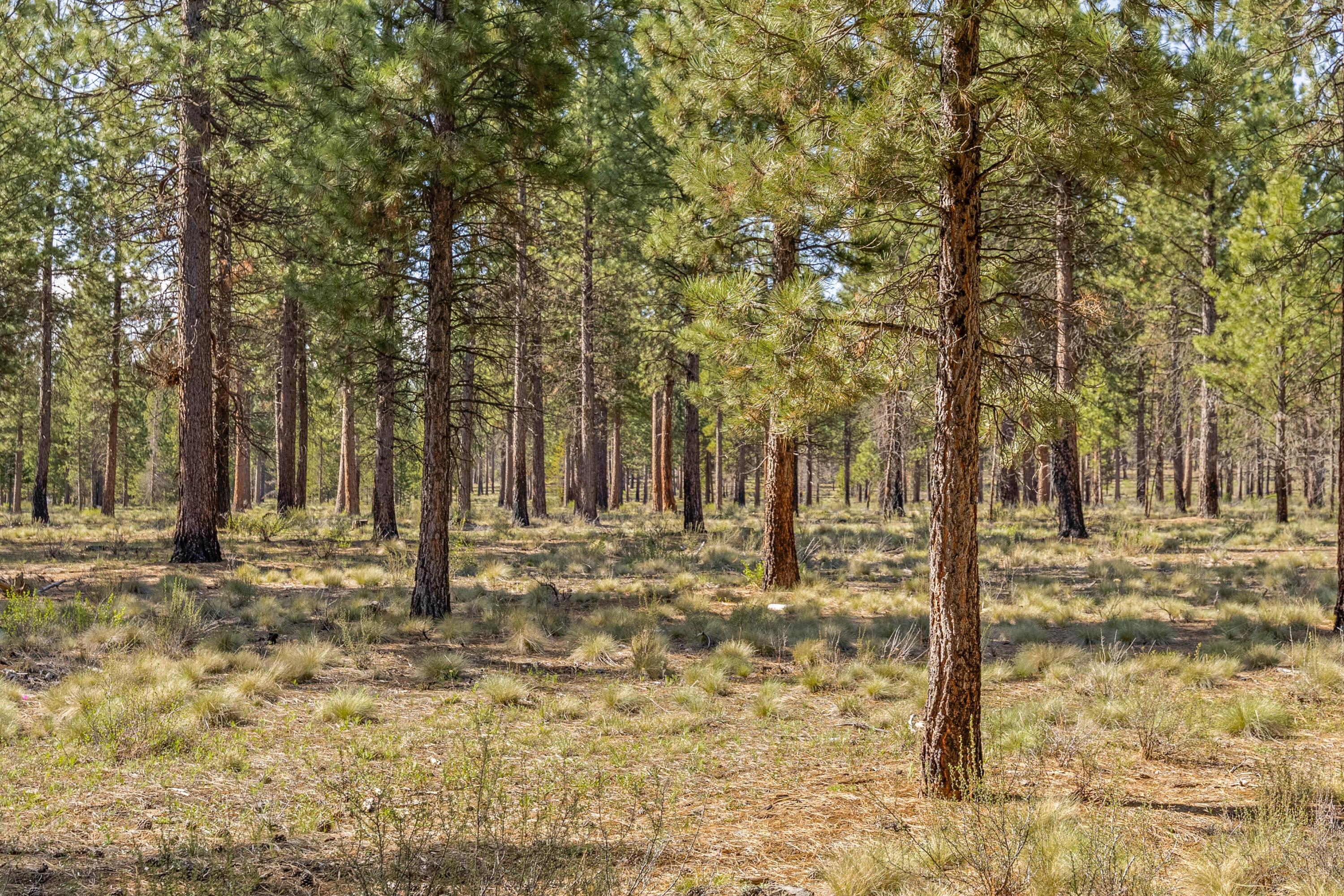 16983 Jacinto Road Bend, OR 97707 - Photo 21 of 29 National Forest