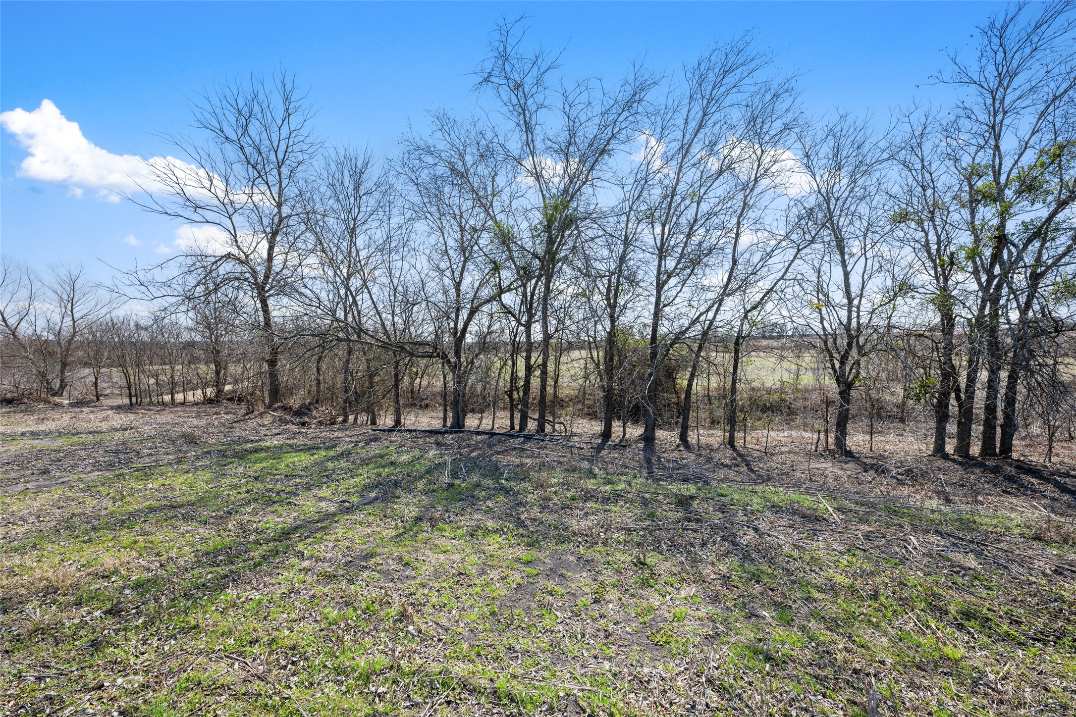 2558 East Fm 487 Jarrell, TX 76537 - Photo 21 of 29 a view of a yard with a tree
