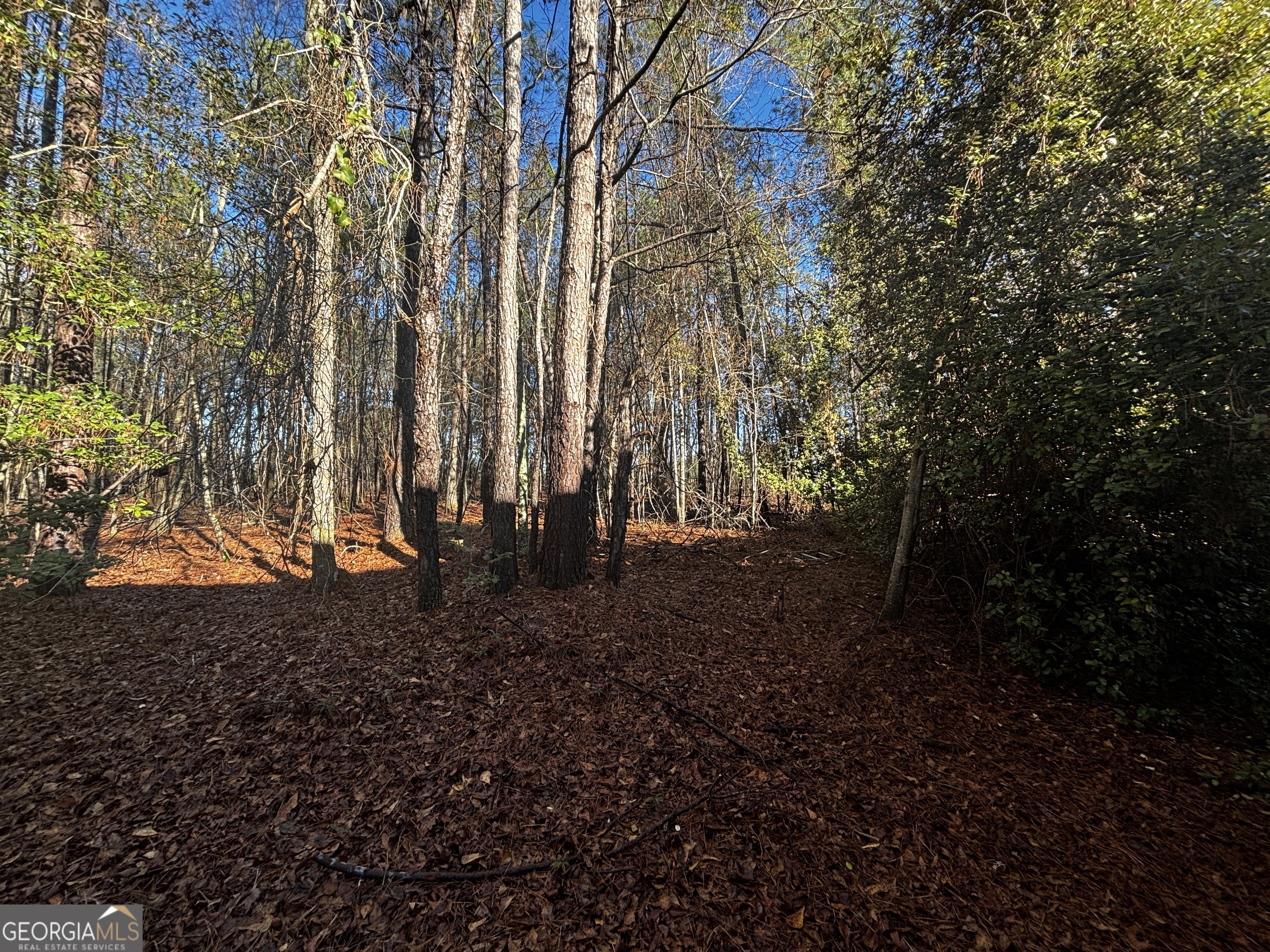 189 Whiteoak Campground Road Thomson, GA 30824 - Photo 31 of 32 a view of a yard with trees