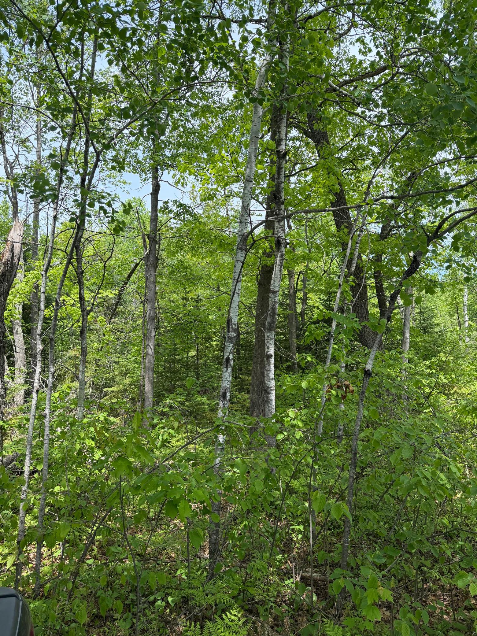 Tbd Range Line Road Holyoke, MN 55749 - Photo 2 of 6