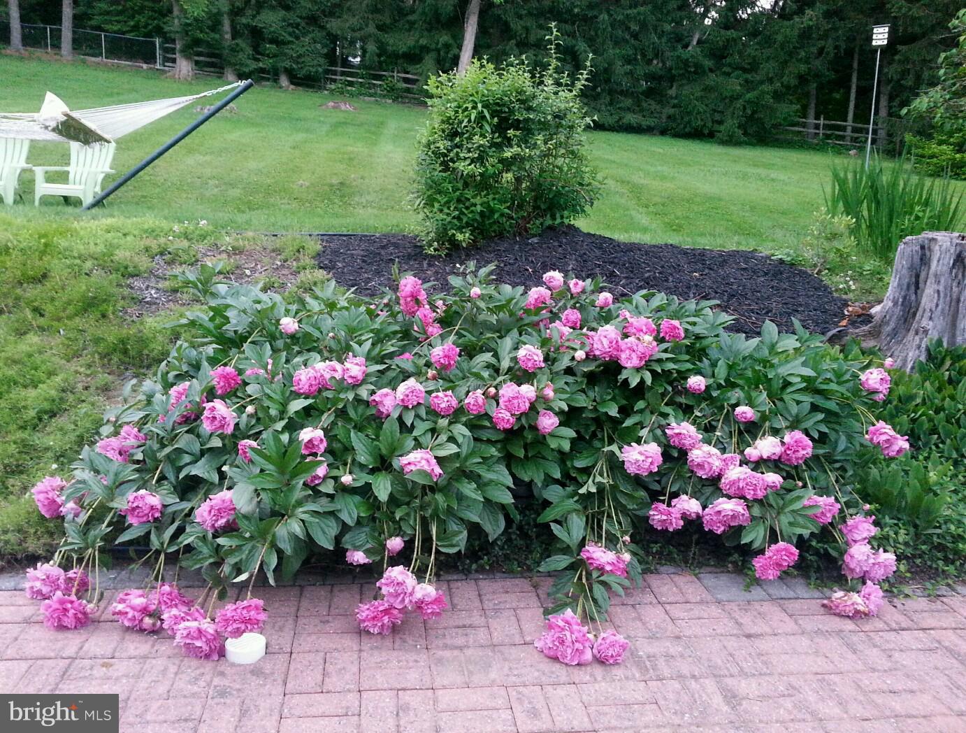 7 Hillendale Road Chadds Ford, PA 19317 - Photo 37 of 40 Peonies