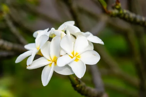 $995,500 | 74-860 Laimana Street, Kailua-Kona, HI 96740