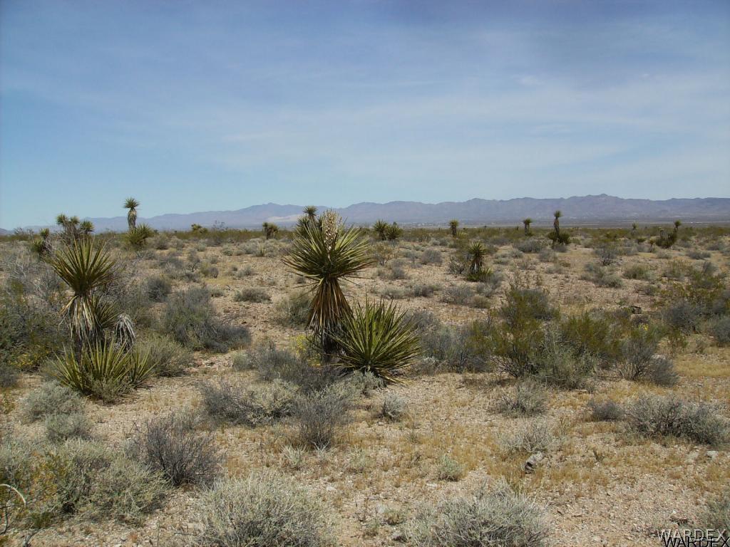 3448 Keystone Road Golden Valley, AZ 86413 - Photo 6 of 14 Yuccas on land