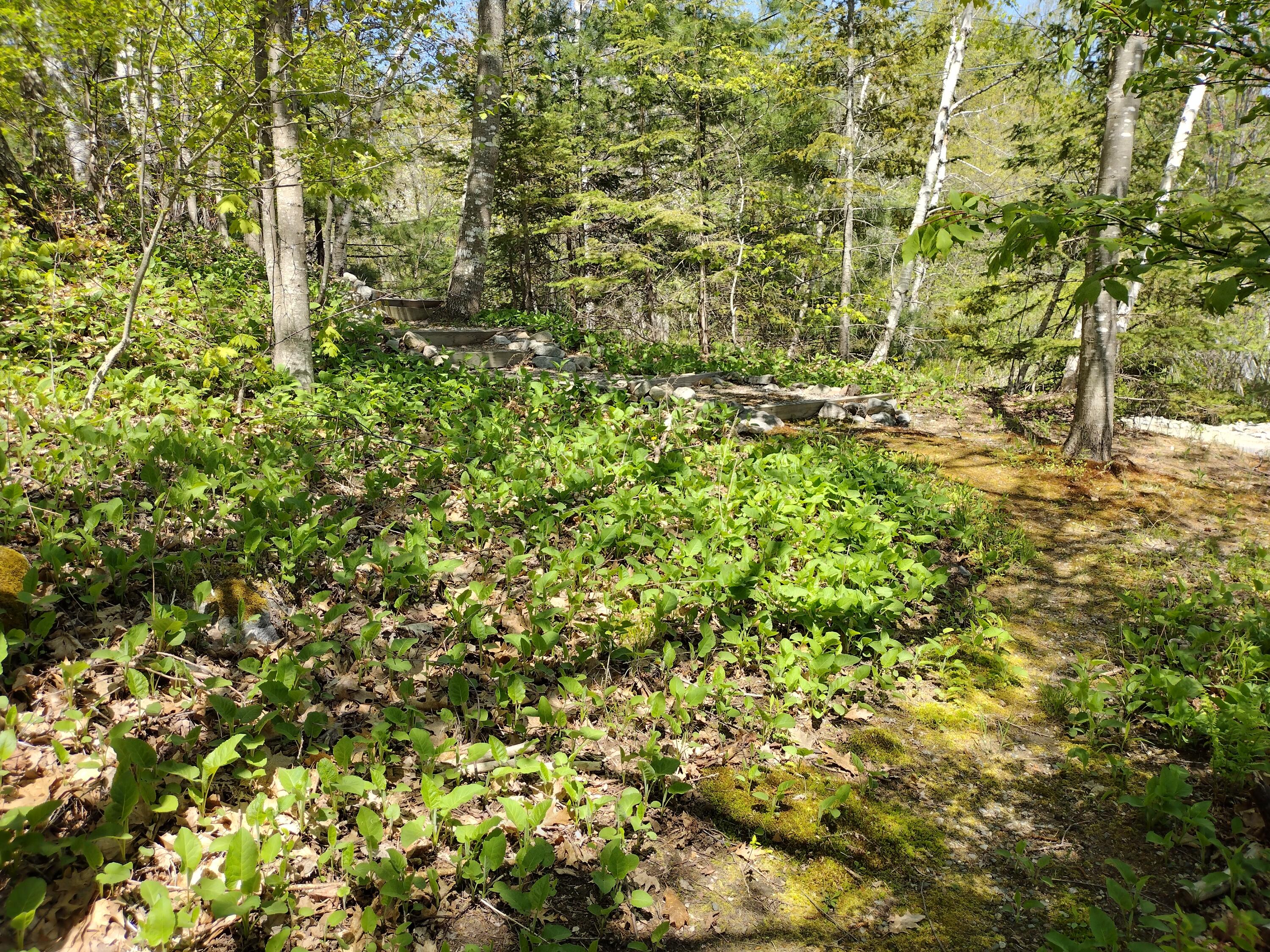 88 Stillwater Road Cherryfield, ME 04622 - Photo 23 of 39 Path to Lower Parking