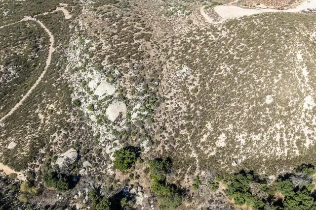 a view of a tree with a tree