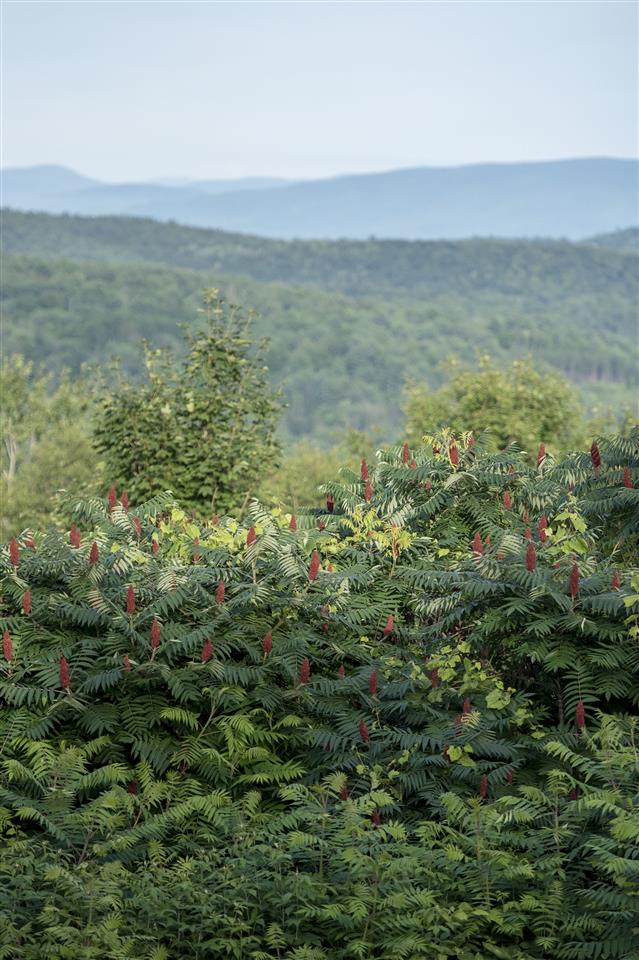 356 Juniper Chase Corinth, VT 05039 - Photo 4 of 37 Gallery Image 4