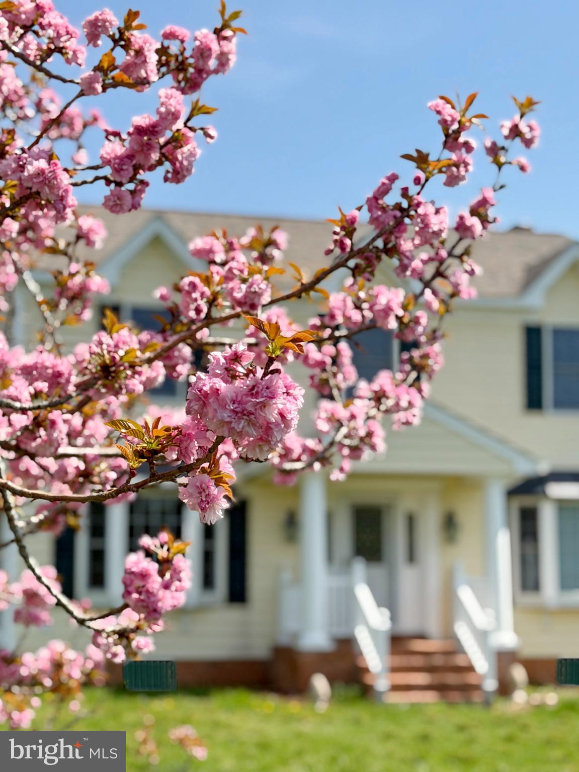 5880 Wedding Court Welcome, MD 20693 - Photo 3 of 12 Beautiful Mature Cherry Blossoms in April