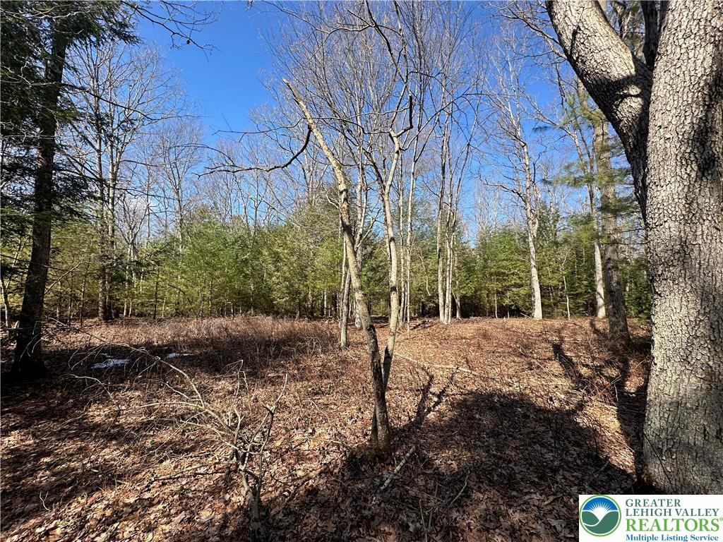 a view of a yard with plants and trees