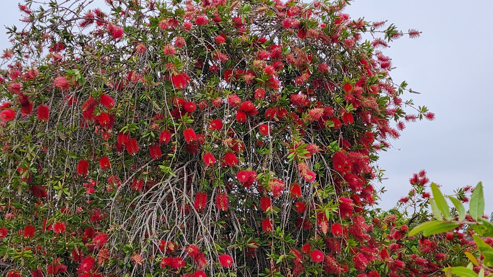 1770 Windmill Court Addison, IL 60101 - Photo 48 of 58