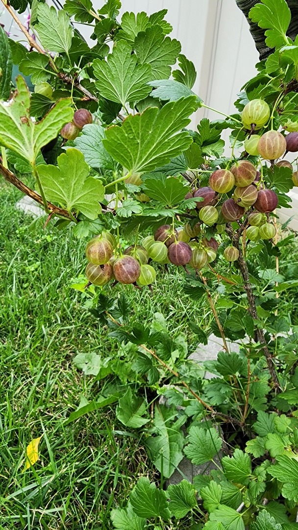 1770 Windmill Court Addison, IL 60101 - Photo 51 of 58