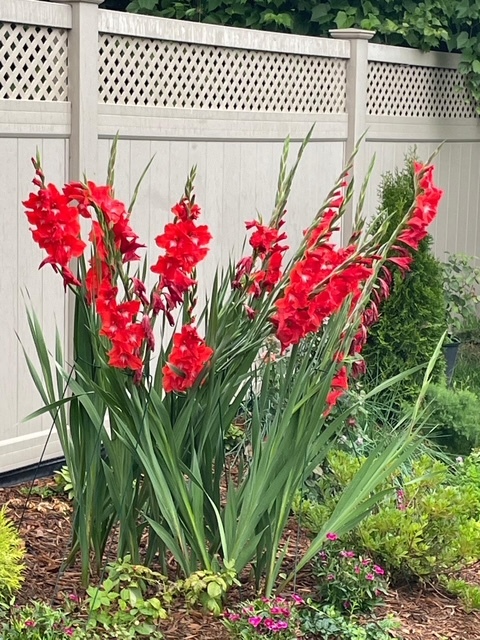 1770 Windmill Court Addison, IL 60101 - Photo 53 of 58