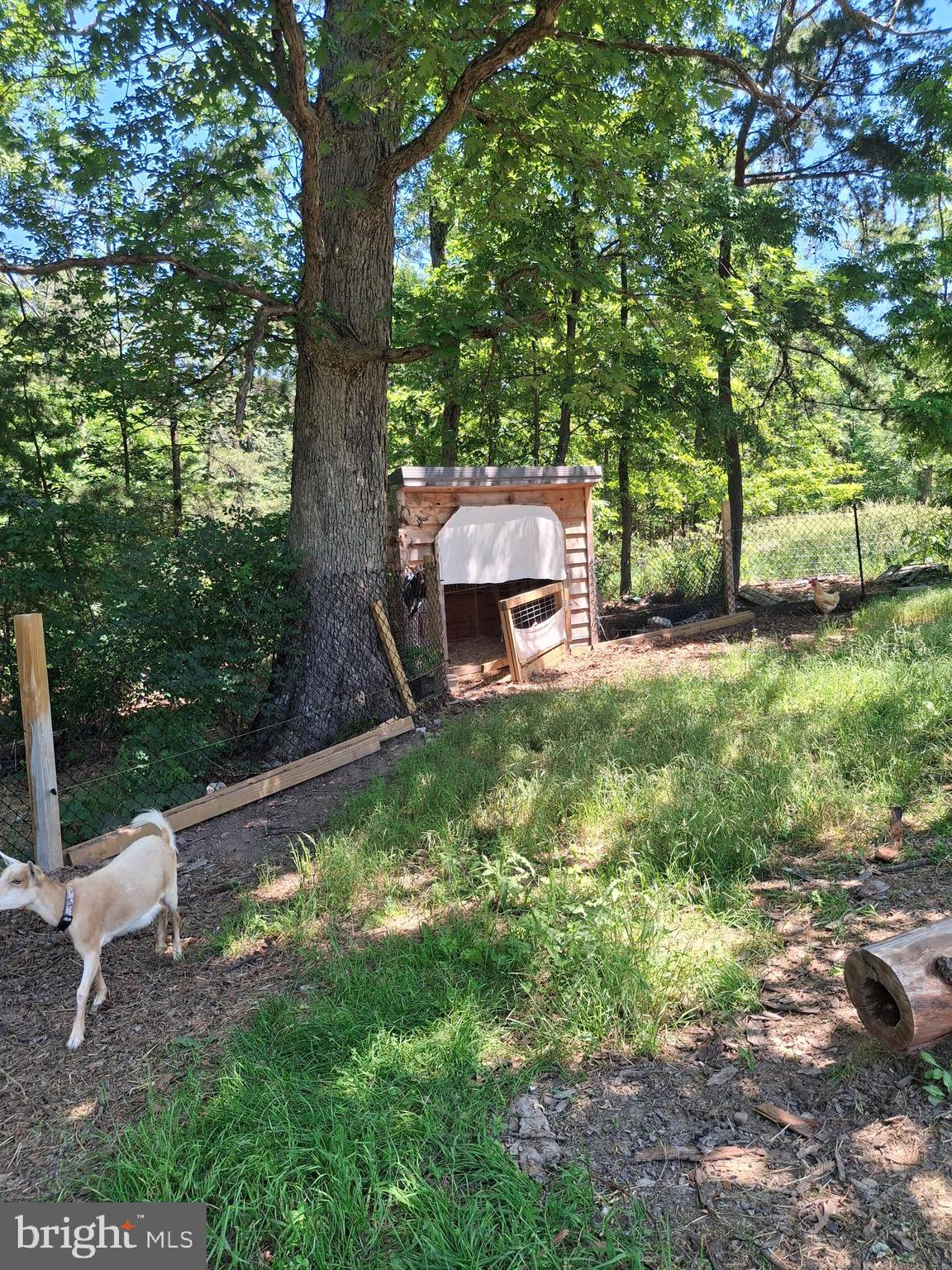 2334 Ash Ruckman Road Augusta, WV 26704 - Photo 19 of 72 Goat house