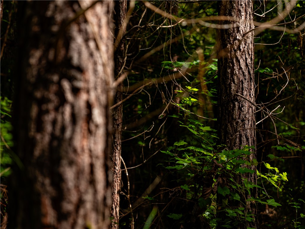 2 Bayshore Drive Seneca, SC 29672 - Photo 7 of 22