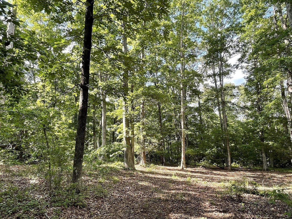 0 Stinchcomb Road Elberton, GA 30635 - Photo 11 of 16 a house view with a tree
