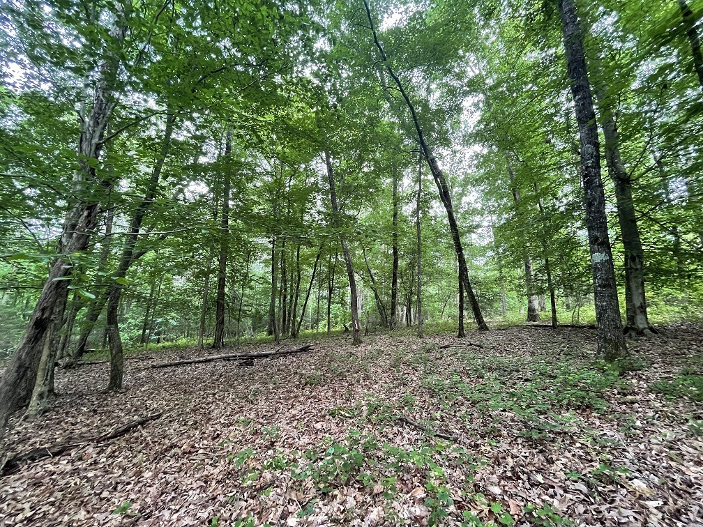 0 Stinchcomb Road Elberton, GA 30635 - Photo 15 of 16 a view of outdoor space and tree