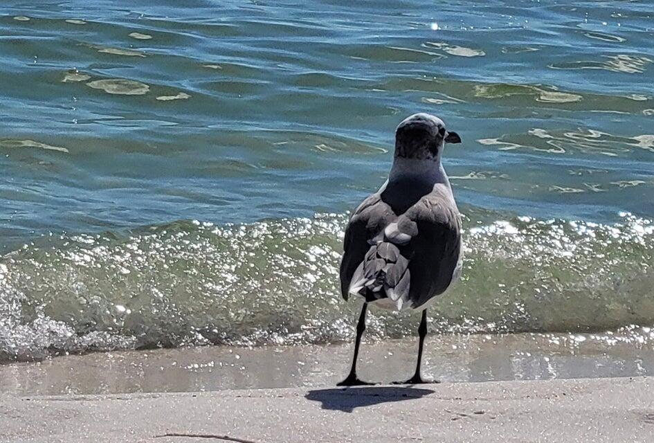 7 Virgo Street Santa Rosa Beach, FL 32459 - Photo 4 of 6 a vase of flowers sitting on a table
