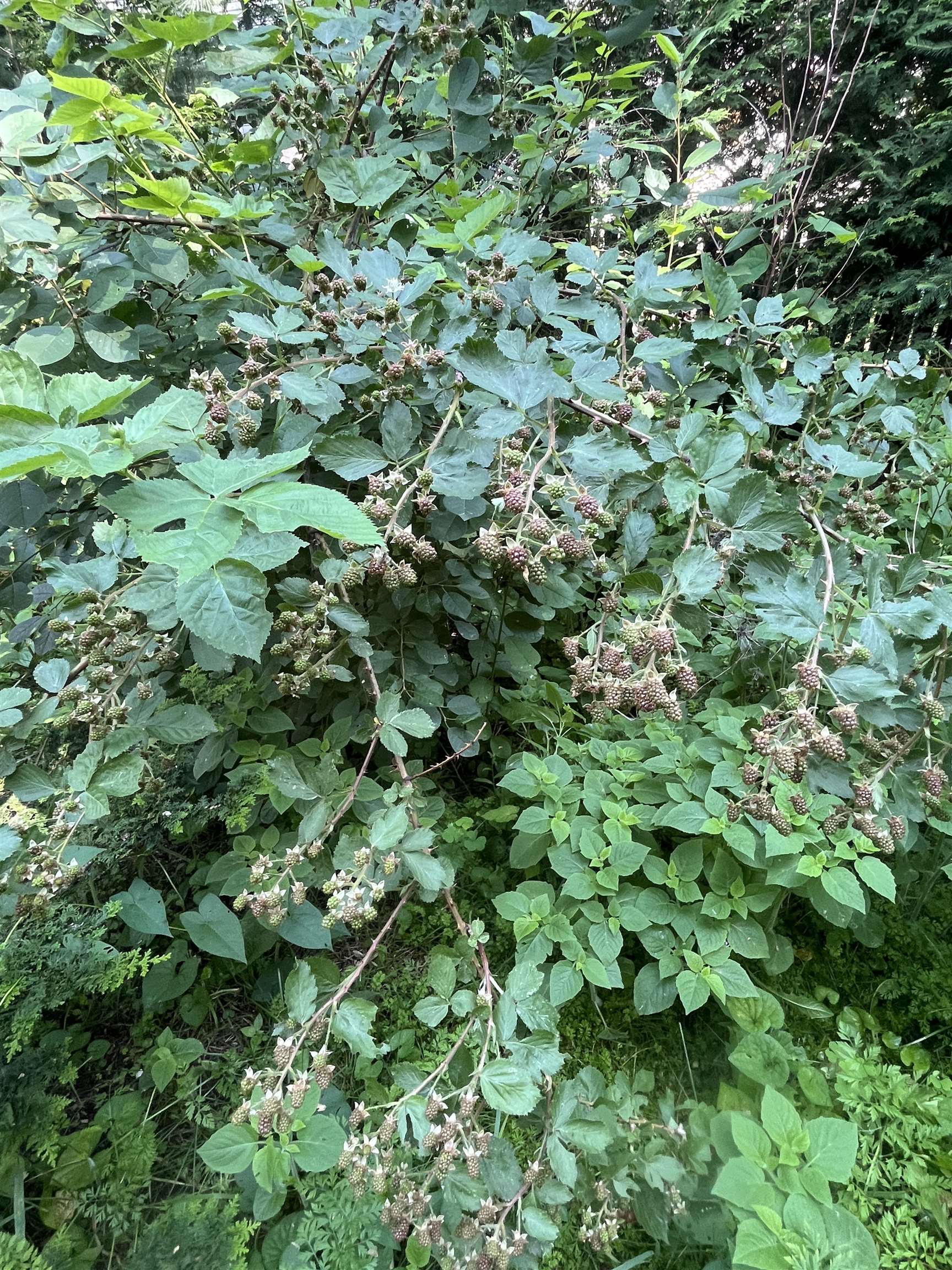 16 Germain Street Burlington, VT 05401 - Photo 52 of 60