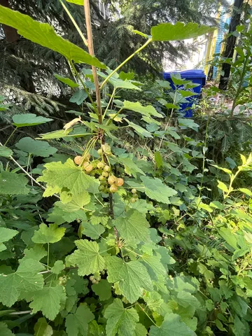 $670,000 | 16 Germain Street, Burlington, VT 05401