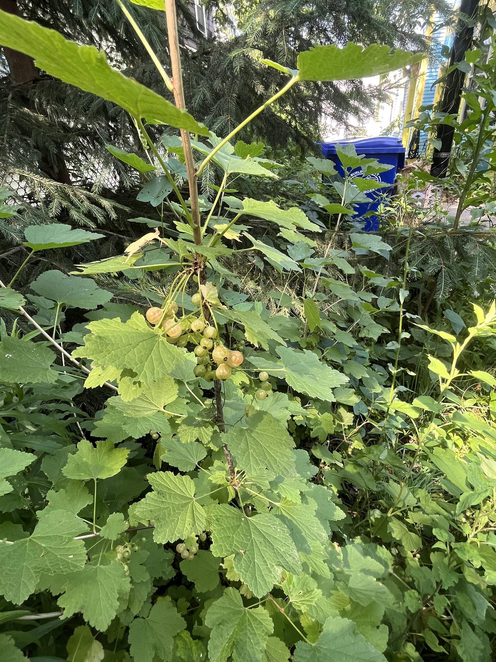 16 Germain Street Burlington, VT 05401 - Photo 55 of 60