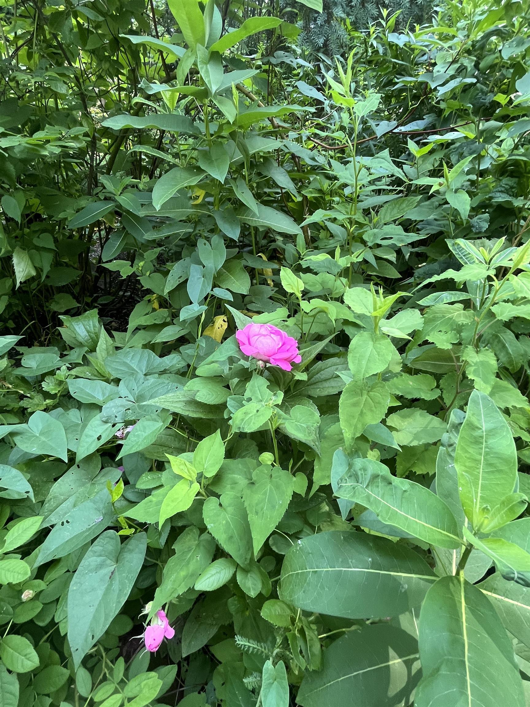 16 Germain Street Burlington, VT 05401 - Photo 56 of 60