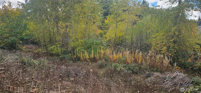a view of backyard and shower