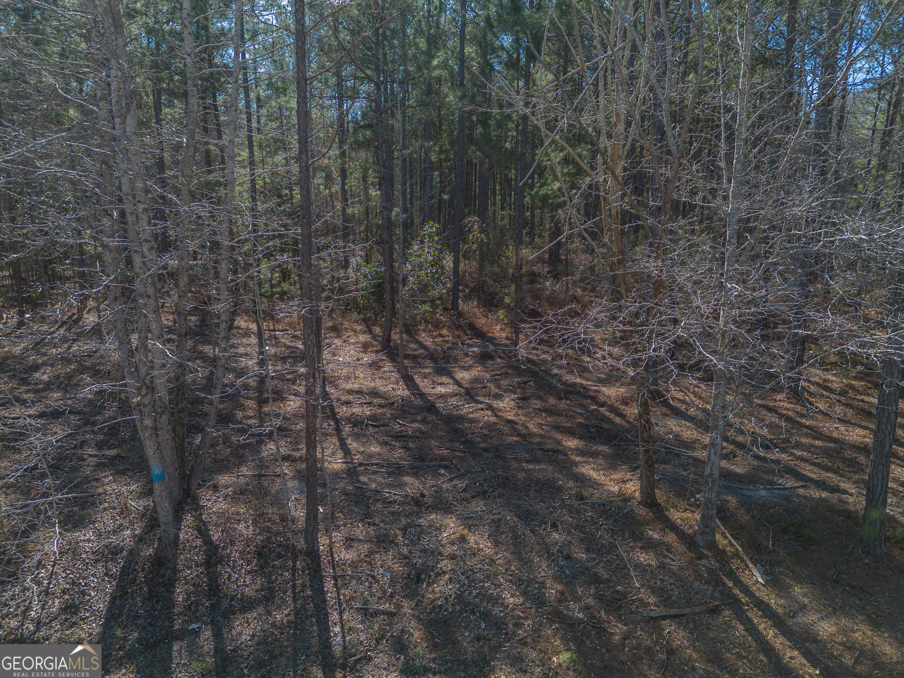 Lot 5 Golf Course Road Eastman, GA 31023 - Photo 8 of 14 a closeup of a plant
