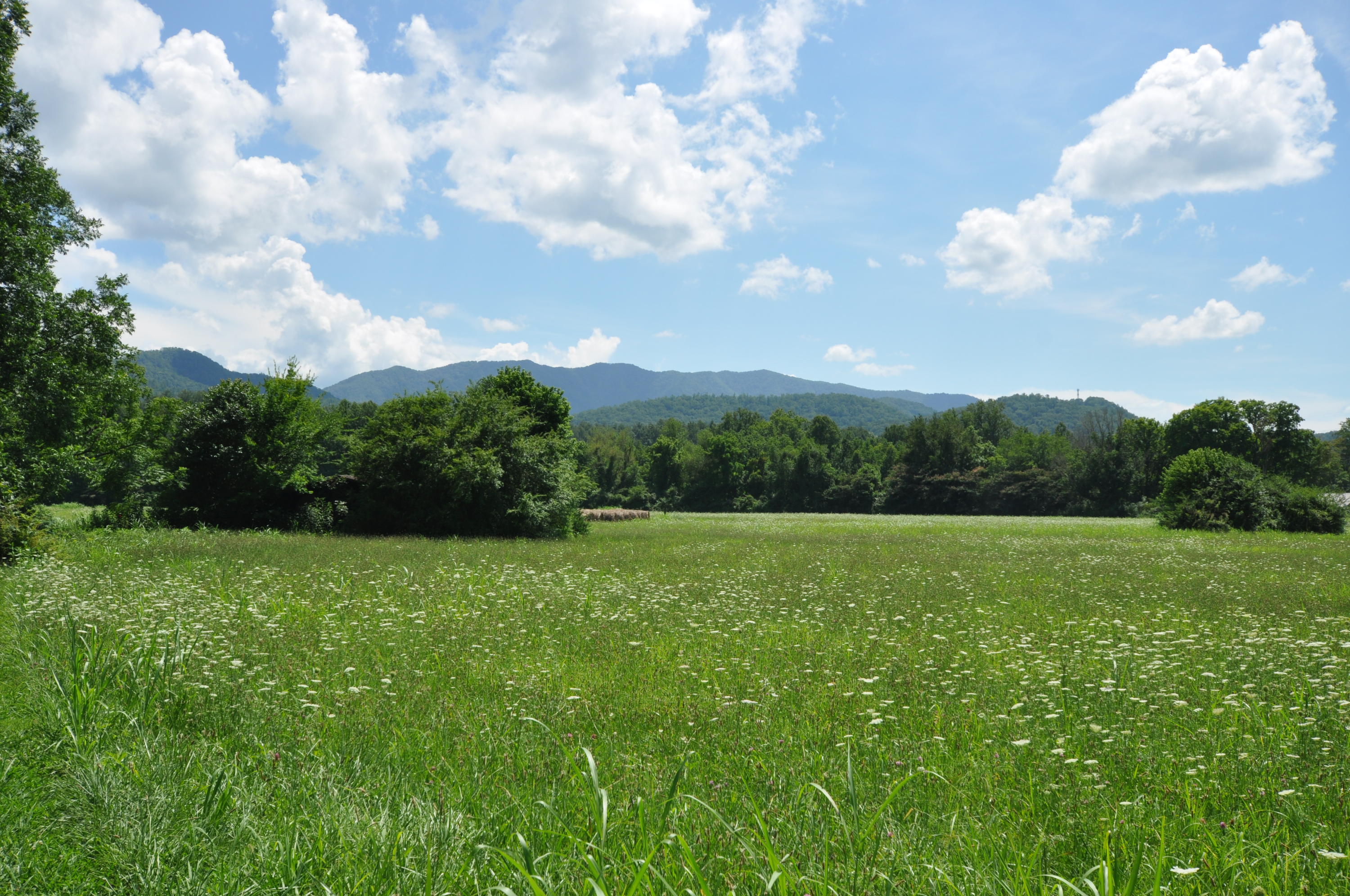 318 Wears Valley Road Townsend, TN 37882 - Photo 8 of 33 DSC_0555