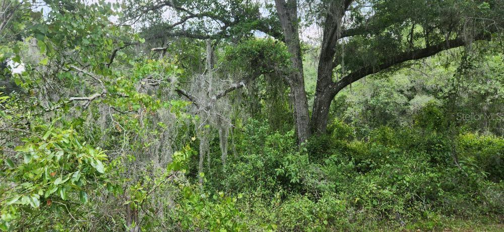 Wpa Road Brooksville, FL 34601 - Photo 5 of 5