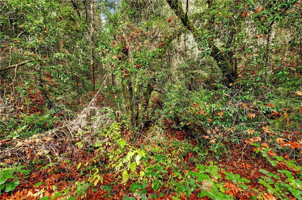 0 Burgundy Lane Forest Ranch, CA 95942 - Photo 11 of 29 a view of a tree