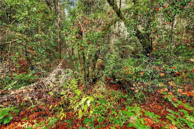 a view of a yard with plants and trees