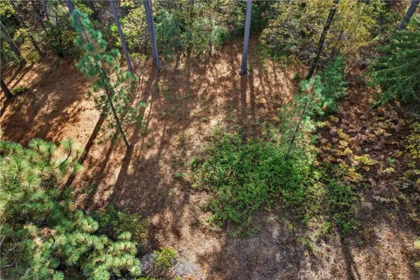 a view of a tree in a yard