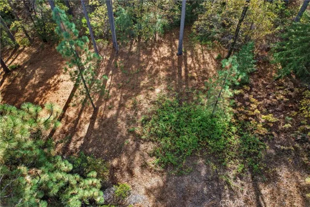 a view of a tree in a yard