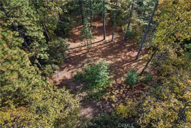 a view of a tree in a yard