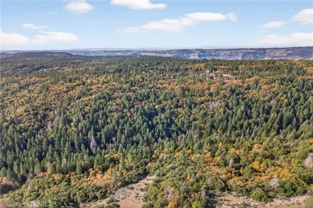 a close up of a plant