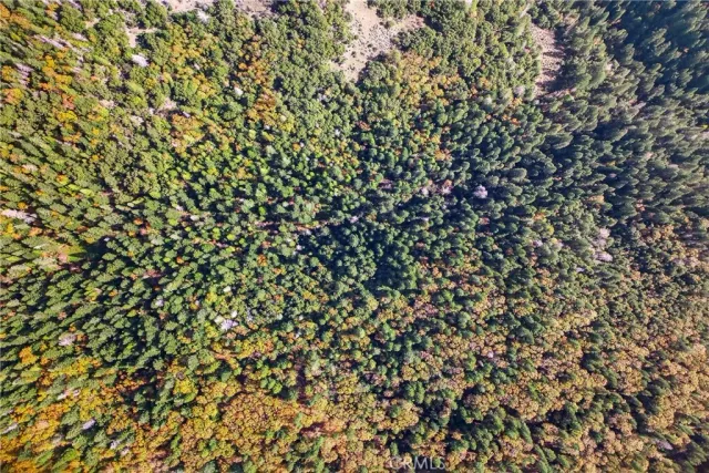 a view of a city with lush green forest