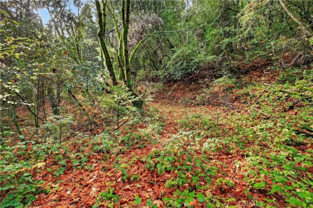 a view of a yard with a tree