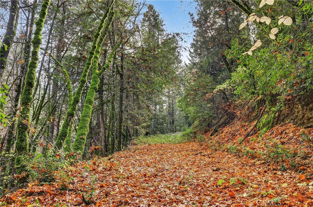 0 Burgundy Lane Forest Ranch, CA 95942 - Photo 6 of 29 a view of a yard with plants and trees